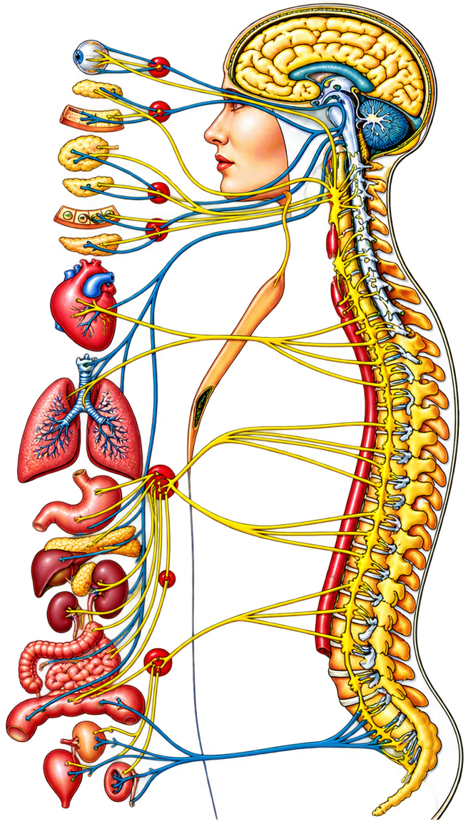 Ilustración de la columna vertebral y el sistema nervioso trabajados en un ajuste quiropráctico
